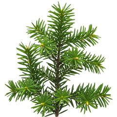 Closeup of a fresh green fir branch isolated on white isolated on transparent background
