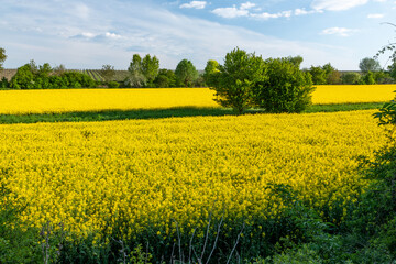 Gelbes Rapsfeld mit Baum und Sonnenstrahlen im Laub unter blauem Himmel