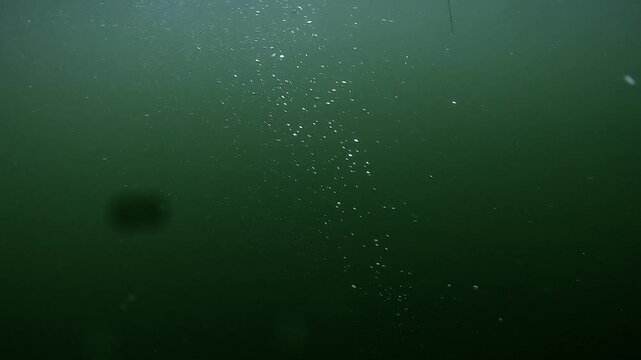 Walleye, also called zander or pike perch &ndash; Sander lucioperca &ndash; visibly injured, struggles in slow motion before surrendering. Distressing fishing sequence. Check my portfolio for more walleye footage