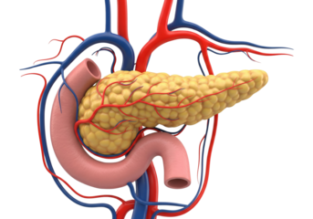Human Pancreas Anatomy with Duodenum and Blood Vessels - Detailed 3D Medical Render