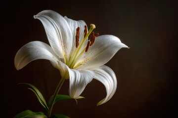 Captivating closeup of a pristine white lily flower, highlighting its elegant form and the delicate texture of its petals