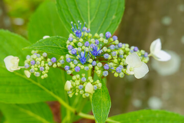 新緑に映えるガクアジサイの青い蕾と花