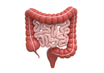 Human Intestines Anatomy 3D Render: Digestive System, Large and Small Bowel Medical Illustration for Health and Education