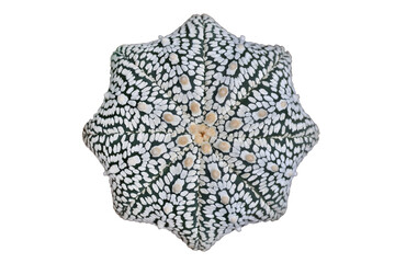 Top view of Astrophytum asterias Miracle isolated on transparent background png file	