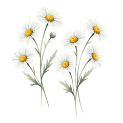 Fototapeta premium Delicate Watercolor Daisies on White Background A Serene Botanical Illustration with Detailed Floral Elements and Soft Textures Perfect for Springtime Designs