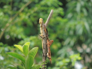 Chameleon perched on a branch