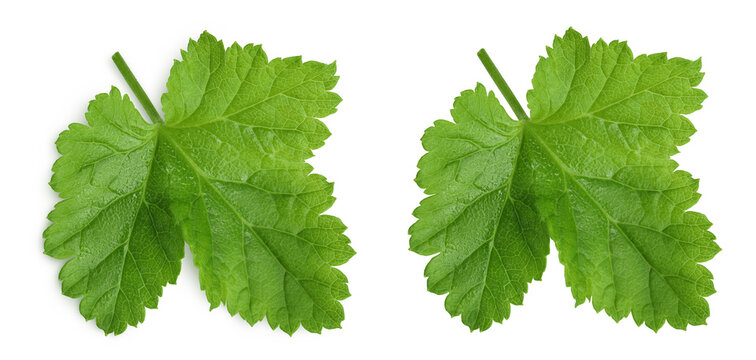yoshta leaf, a hybrid of gooseberry and blackcurrant isolated on white background. Top view. Flat lay