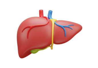 Human Liver Organ 3D Model with Gallbladder & Vessels. Medical Anatomy, Health, and Biology Education Concept. Isolated on White.