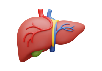 3D Rendered Human Liver Anatomy. Isolated Medical Illustration of Internal Organ with Gallbladder & Vessels.
