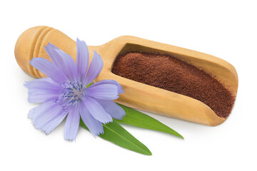 Chicory powder in wooden scoop and flower isolated on white background. Cichorium intybus.
