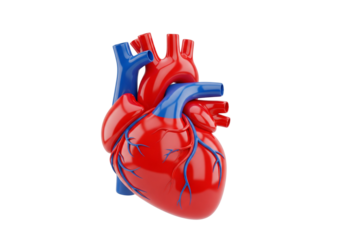 3D Human Heart Anatomy Model Isolated on White. Realistic Cardiovascular Organ Render for Medical, Health, and Science Concepts.