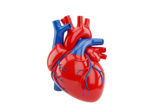 3D Human Heart Anatomy Model Isolated on White. Realistic Cardiovascular Organ Render for Medical, Health, and Science Concepts.