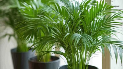 Lush green potted palm plants on windowsill, sunlight.