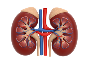 Human Kidneys Anatomy 3D Render: Detailed Internal Structure with Blood Vessels and Adrenal Glands