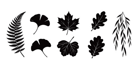 Collection of monochrome black silhouettes of various autumn leaves, including fern, ginkgo, maple, and oak leaves, with weeping willow branch, isolated on a white background. © Zhangxiao