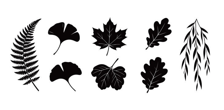 Collection of monochrome black silhouettes of various autumn leaves, including fern, ginkgo, maple, and oak leaves, with weeping willow branch, isolated on a white background.