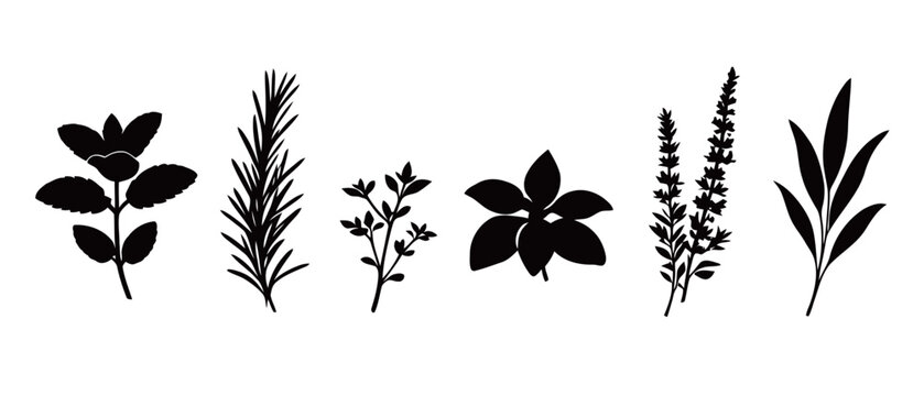 A set of minimalist vector illustrations of various herb plants in black, including mint, rosemary, thyme, and lavender, ideal for culinary and organic-themed designs.