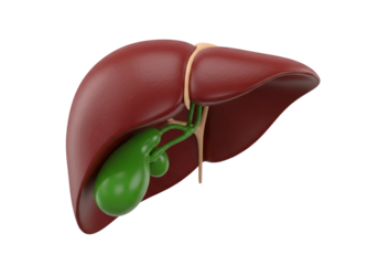 Human Liver and Gallbladder Anatomy - Detailed 3D Render Isolated on White Background for Medical Education