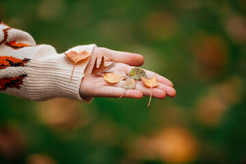 Female hand holding acorns in autumn season