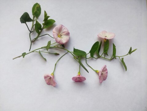 Field bindweed flowers. A branch of bindweed with delicate light pink flowers and green leaves is isolated in close-up. Floral composition