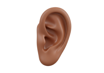 Detailed 3D Human Ear Model Isolated on White Background - Anatomy of the Auditory Sense