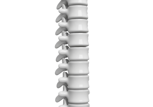 Detailed 3D Render of Human Spine Segment - Vertebral Column Anatomy Isolated on White