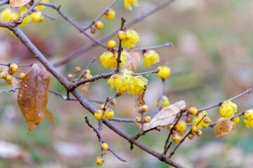冬枯れの枝に咲くロウバイの黄色い花