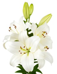 Obraz premium White Lilies Closeup