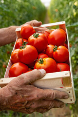 Freshly Picked Tomatoes A Farmer's Hands Holding a Crate of Ripe Red Tomatoes