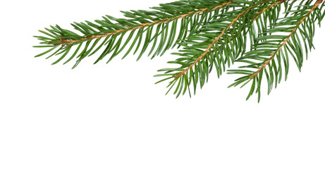 Christmas Fir branch. christmas tree.