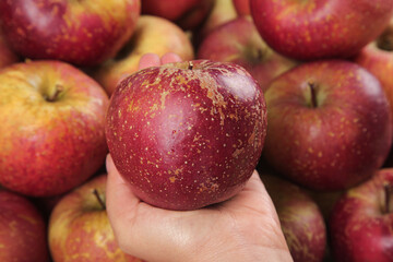 Hand Holding Fresh Red Apple with Natural Blemishes Among Ripe Fruit Harvest