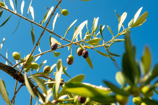 Green olives ripening on tree branches under sunlight, harvesting olive oil production, fresh Mediterranean fruit, natural healthy farming, sunlight, organic agriculture, rustic seasonal harvest