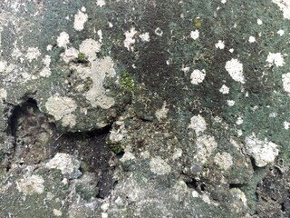 Fototapeta premium Mold and Moss on Aged Concrete Wall. Close-up of rough wall with mold, moss, and weather stains, natural grunge and distressed texture background