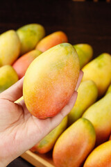 Fresh Hainan Guifei Mango Tree-Ripened Chinese Tropical Fruit in Hand Premium Quality
