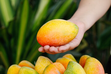 Fresh Hainan Mango in Hand - Tropical Fruit Harvest with Vibrant Colors