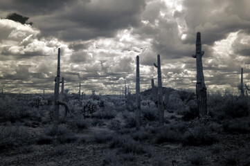 Black and White Sonoran Desert Arizona
