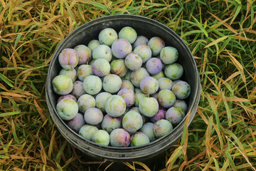 Fresh Sweet Plums in Metal Bucket - May Harvest Season Fruit Picking by Farmers