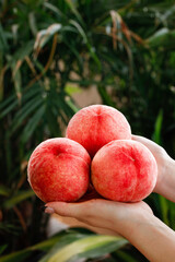 Hand holding fresh ripe peaches with green leaves background - organic fruit harvest concept