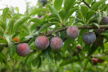 Freshly Picked Sichuan Red Flesh Plums Growing on Tree Branch with Green Leaves