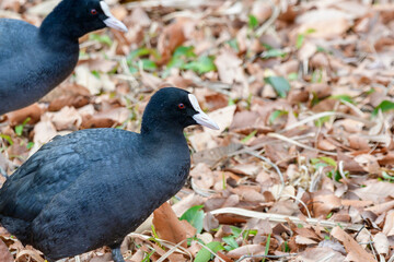 落ち葉の中を歩くオオバンの野鳥