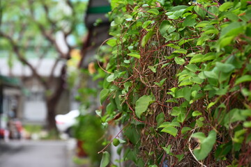 Dense climbing vine wall featuring heart-shaped green leaves with red-purple edges and reddish-brown intertwining stems in natural outdoor garden setting.