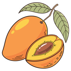 Illustration of a ripe mango and a half mango with a seed, fresh tropical fruit with sweet and juicy flesh, a popular ingredient in desserts and smoothies