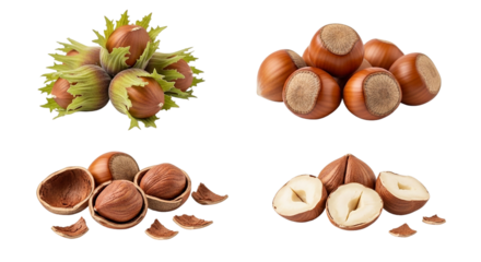 Hazelnuts in various states from fresh green husks to cracked open kernels showing nature s on transparent background