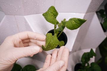Female gloved hands inspecting vibrant green leaf with water droplets in vertical hydroponic farming setup, highlighting sustainable agriculture and innovation. Concept of urban farming.