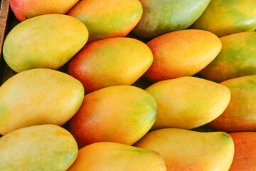 Fresh Colorful Tree-Ripened Mangoes - Tropical Fruit Harvest Display