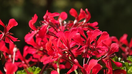 Piękne, czerwone płatki kwiatów pelargonii w słońcu © tomo81