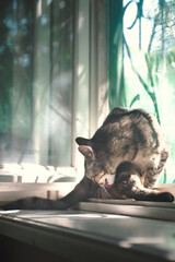 ordinary house cat sits on the windowsill by the window and washes itself licking its fur