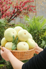 Fresh White Melons in Wicker Basket Held by Hands in Garden Setting