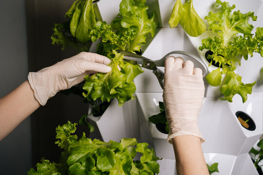 Closeup of agricultural technician cutting lettuce from vertical hydroponic system, revealing sustainable urban farming method with efficient crop cultivation technique. Concept of home gardening.