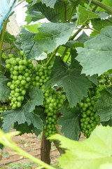 Green grapes ripening on vines in sunny vineyard orchard with abundant foliage